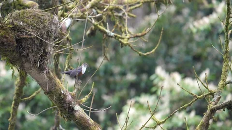 Slow motion dipper Cinclus cinclus flies to nest with nest material Stock Footage 108055214
