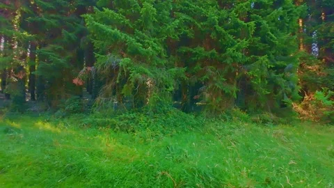 Slow motion dirt road path through tall pine forest trees Stock Footage 340438535