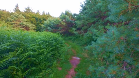 Slow motion dirt trail through dense green ferns and trees Stock Footage 340442276