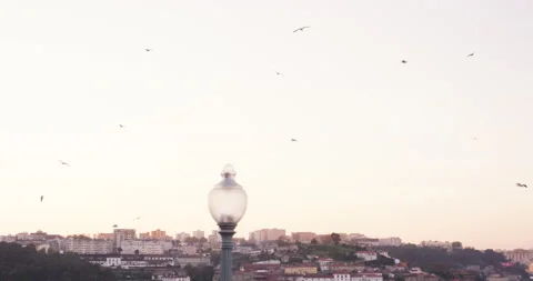 Slow motion dispersed flock of seagulls flying above douro river in Porto city Stock Footage 155253545