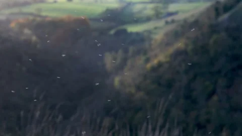 Slow motion display of midges in evening sunlight over Autumn countryside in Pea Stock Footage 304322216