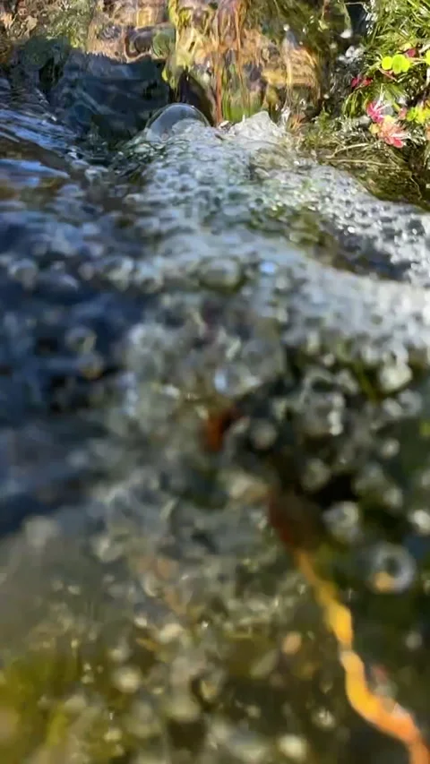 Slow Motion Dive Into a Clear Mountain Stream Among Submerged Plants Stock Footage 340341961