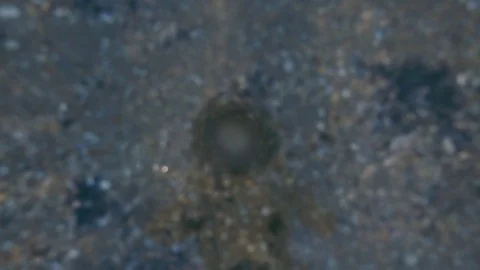 Slow motion dive to the seabed with seashells there Stock Footage 80248821