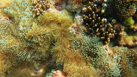 Slow motion diving camera look view into ocean sea water close up to orange clus Stock Footage 312346226