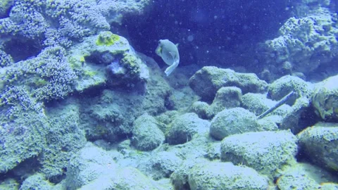 Slow motion of diving up close following camera view towards one blackspotted pu Stock Footage 313679381