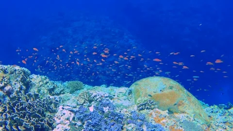Slow motion of diving down to the reef of the ocean with various corals and blue Stock Footage 279144209