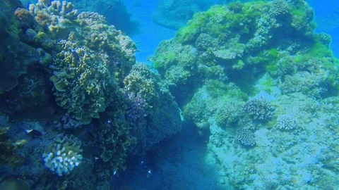Slow motion diving down in the water swimming around coral reef with Whitetail C Stock Footage 281467911