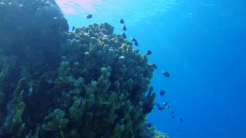 Slow motion diving down in the water swimming around coral reef with Whitetail C Stock Footage 281468084