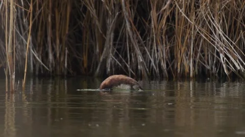 Slow Motion Diving Footage Of White Headed Duck Stock Footage 332001209