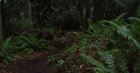 Slow motion DJI Ronin push through forest trail Stock Footage 57706282