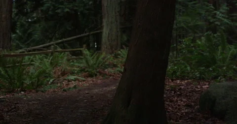 Slow motion DJI Ronin push through forest trail Stock Footage 57706477