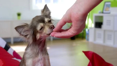 Slow motion of dog being given a treat Stock Footage 77567831