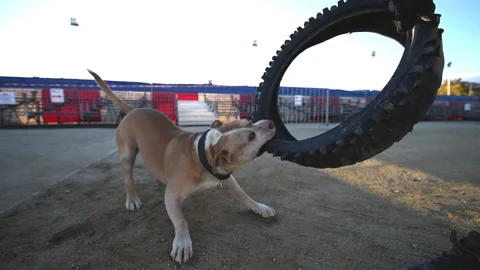 Slow motion of a dog biting a tire Stock Footage 232918440