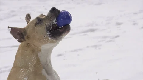 SLOW MOTION: Dog catching a ball Stock Footage 24603444