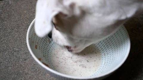 Slow Motion of a dog drinking milk from a bowl 動画素材 101284329