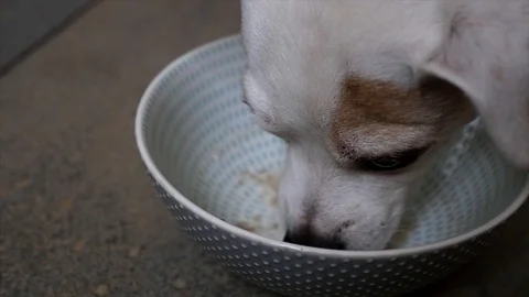 Slow Motion of a dog drinking milk from a bowl Stock Footage 101284369