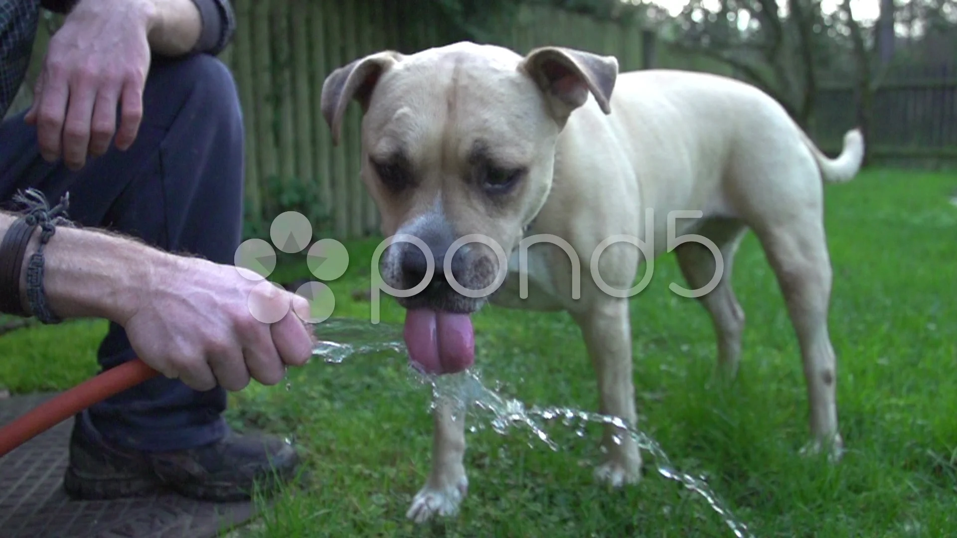 Dog Drinking Water Stock Footage ~ Royalty Free Stock Videos | Pond5