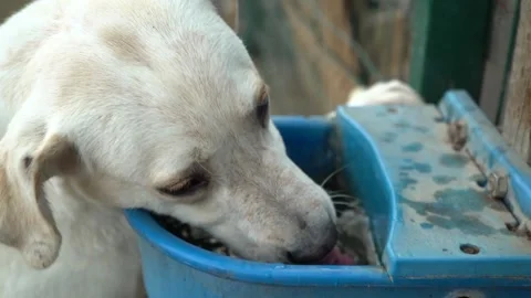 Slow motion. Dog drinking water from a street wash basin Stock Footage 200841107
