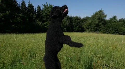 Slow Motion: Dog Jumping Stock-Footage 52608947