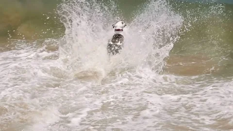 Slow-Motion Dog Jumps Into Wave Retrieving Tennis Ball 4K Video stock 151494734