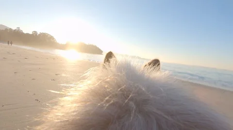 Slow motion Dog Mounted Action cam Running Stock Footage 117374982