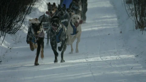 Slow motion dog mushing - sled dogs racing past the frame Stock Footage 90444822