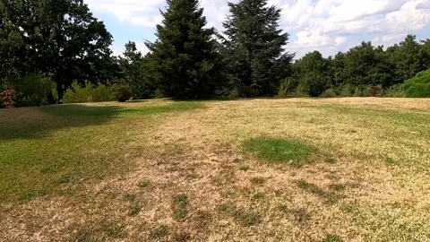 Slow motion of a dog playing with the ball Stock Footage 137423141