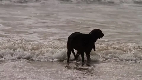 Slow motion of a dog playing in the sea Stock Footage 157130893