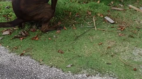 Slow motion dog pooping Stock Footage 143349936