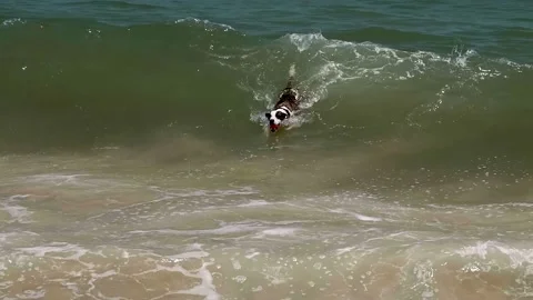 Slow-Motion Dog Riding Wave Surfing In Ocean 4K Stock Footage