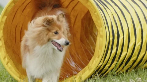 Slow Motion dog run throw tunnel during Agility Training. Red Dog Running Stock Footage 246153372