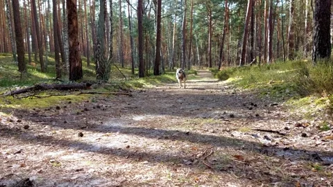 Slow motion - a dog running along a forest path. Stock Footage 270380901