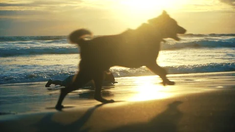 Slow Motion Dog Running On The Beach In Front Of Happy Kids At Sunset Stock Footage 104536431