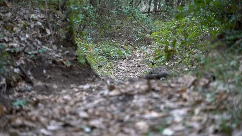 Slow motion of a dog running to the camera and going back, autumn season Video stock 123109585