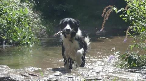 Slow Motion of dog running out of pond with stick and shaking off water Stock Footage 66777730