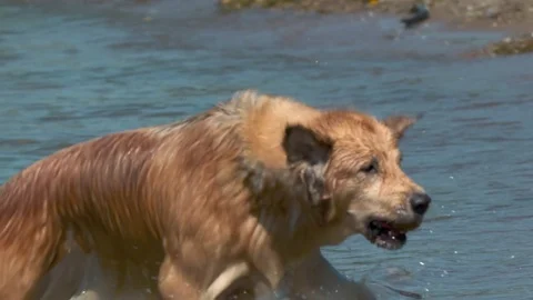 Slow motion of dog running out of water with a tennis ball. Video stock 74752862