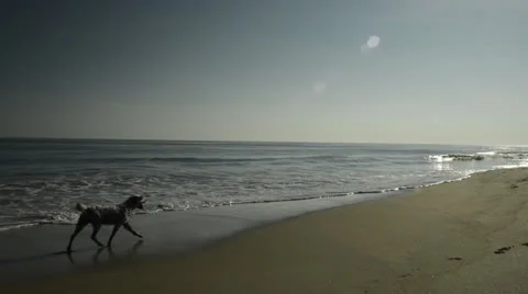 Slow Motion Dog Running by the Surf Video stock 24774103