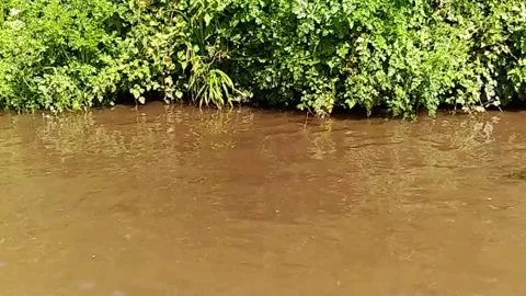 Slow motion of dog running though water Vidéo 131760709