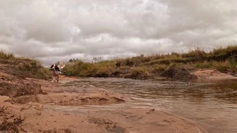 Slow motion dog running through river splashing water 스톡 동영상 333830197