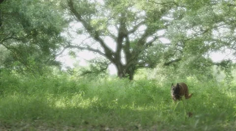 Slow motion of dog running toward woman and biting her Vídeos de archivo 67554872