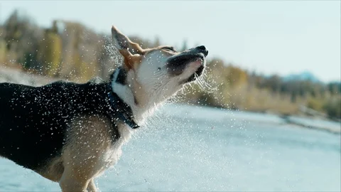 Slow motion dog shaking off water outside Stock Footage 128992148