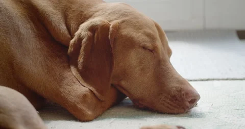 Slow Motion of Dog Sleeping [4K] Stock Footage 132091087