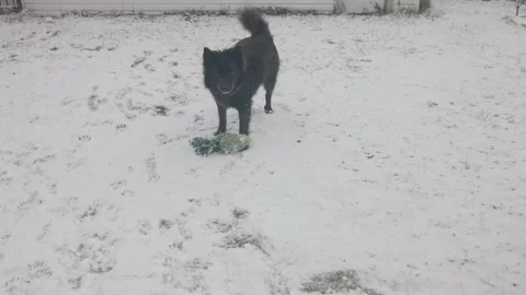 Slow motion dog in snow Stock Footage 147213803