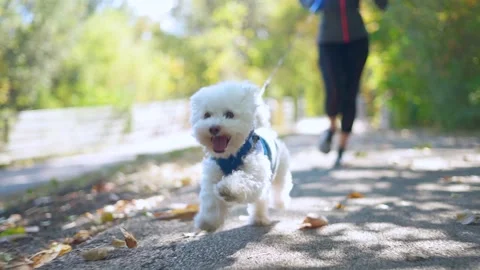 Slow motion of dog on trail during fall Vídeos de archivo 141869604