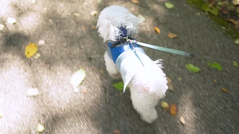 Slow motion of dog on trail during fall Vídeos de archivo 141869911