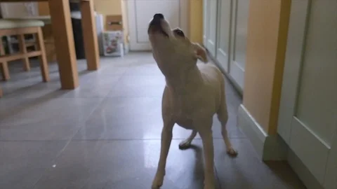 Slow Motion of a dog trying to catch a treat Stock Footage 101284231