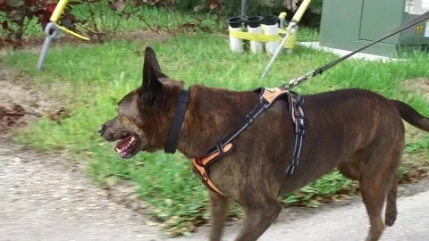 Slow motion dog walk Stock Footage 143350047