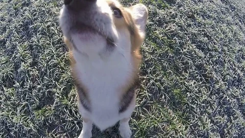 Slow motion. Dog Welsh Corgi Pembroke jumps and spins in the air. Stock Footage 83179247