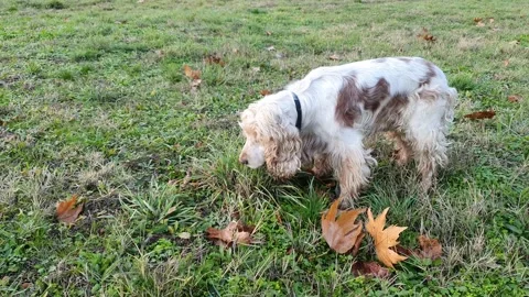Slow Motion Of Dog While Eating Grass In Park Stock Footage 169034647