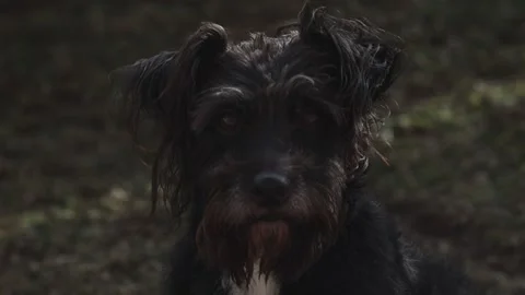 Slow motion of dog in  wind Stock Footage 169499143